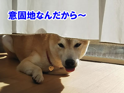 f:id:Shiba-MontBlanc:20190625212236j:plain