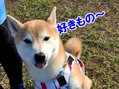 f:id:Shiba-MontBlanc:20190731233348j:plain