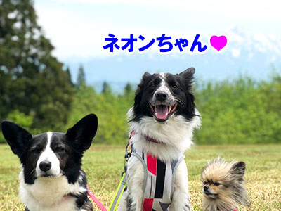 f:id:Shiba-MontBlanc:20190802021928j:plain