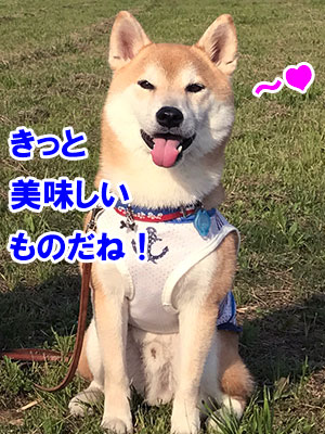 f:id:Shiba-MontBlanc:20190903224142j:plain