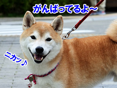 Jkc トレーニングチャンピオン 2 柴モンブラン Jkc トレーニングチャンピオン 2 柴モンブラン