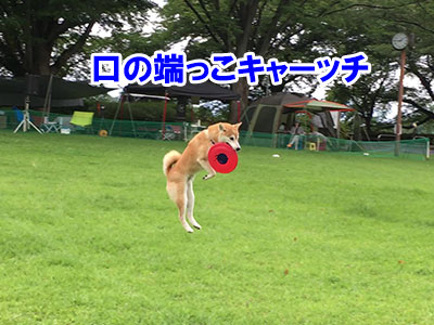 f:id:Shiba-MontBlanc:20190913005359j:plain