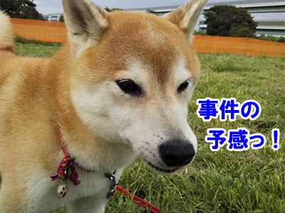 f:id:Shiba-MontBlanc:20190924002448j:plain