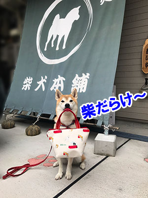 f:id:Shiba-MontBlanc:20190926223235j:plain