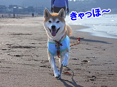 f:id:Shiba-MontBlanc:20191006161940j:plain