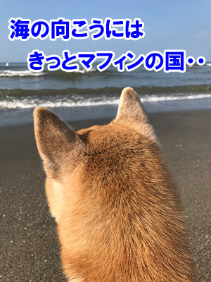 f:id:Shiba-MontBlanc:20191006161948j:plain