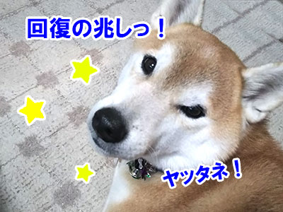 f:id:Shiba-MontBlanc:20191011155816j:plain