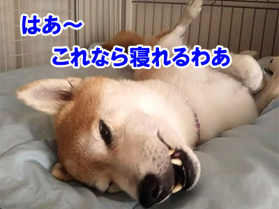 f:id:Shiba-MontBlanc:20191011155825j:plain