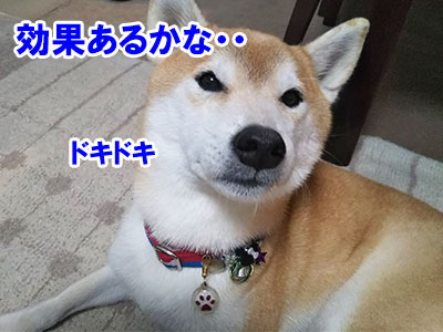 f:id:Shiba-MontBlanc:20191011160447j:plain