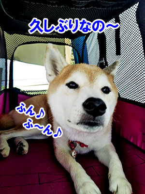 f:id:Shiba-MontBlanc:20191023234721j:plain