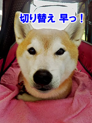 f:id:Shiba-MontBlanc:20191102213521j:plain