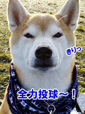 f:id:Shiba-MontBlanc:20200109183142j:plain