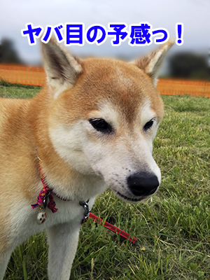 f:id:Shiba-MontBlanc:20200508122656j:plain