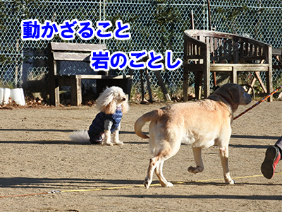 f:id:Shiba-MontBlanc:20201203150158j:plain