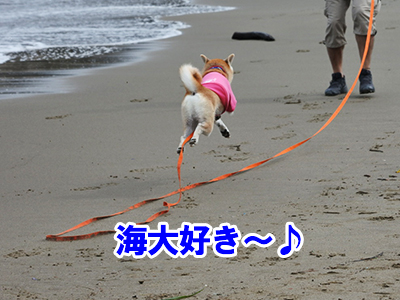 f:id:Shiba-MontBlanc:20201231232028j:plain