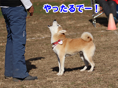 f:id:Shiba-MontBlanc:20201231233913j:plain