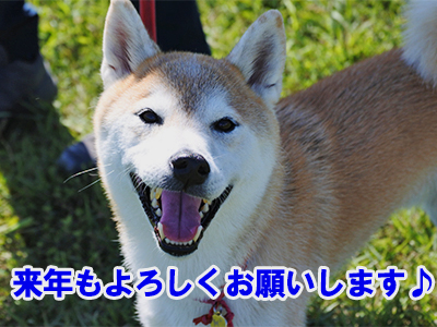 f:id:Shiba-MontBlanc:20201231235857j:plain