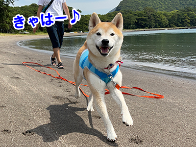 f:id:Shiba-MontBlanc:20210705182829j:plain