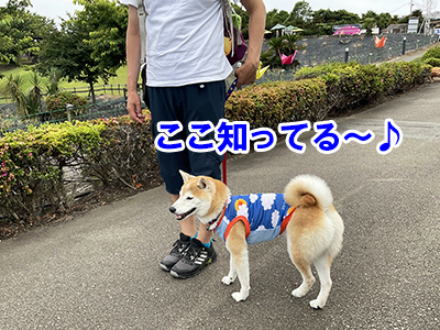 f:id:Shiba-MontBlanc:20210708143245j:plain