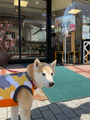 f:id:Shiba-MontBlanc:20220325143525j:plain