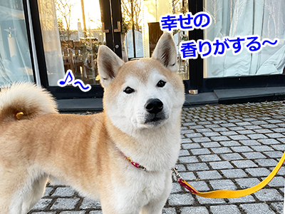 f:id:Shiba-MontBlanc:20220414223038j:plain