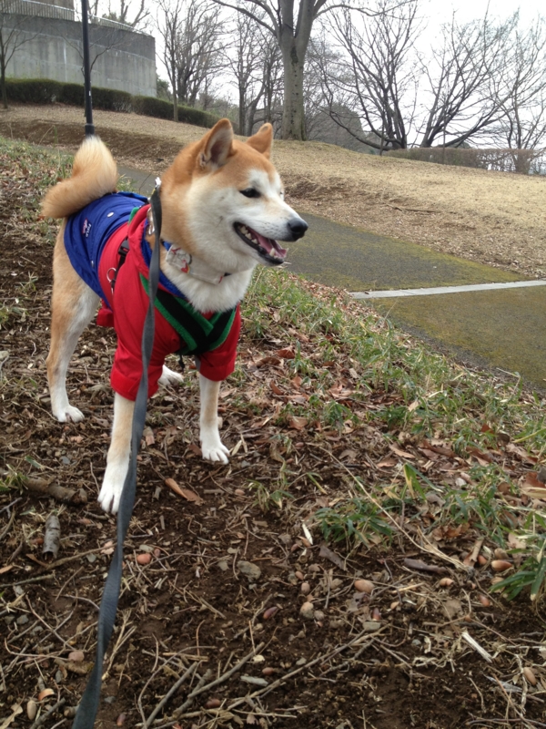 f:id:ShibaKoro:20150224133401j:plain f:id:ShibaKoro:20150224133401j:plain