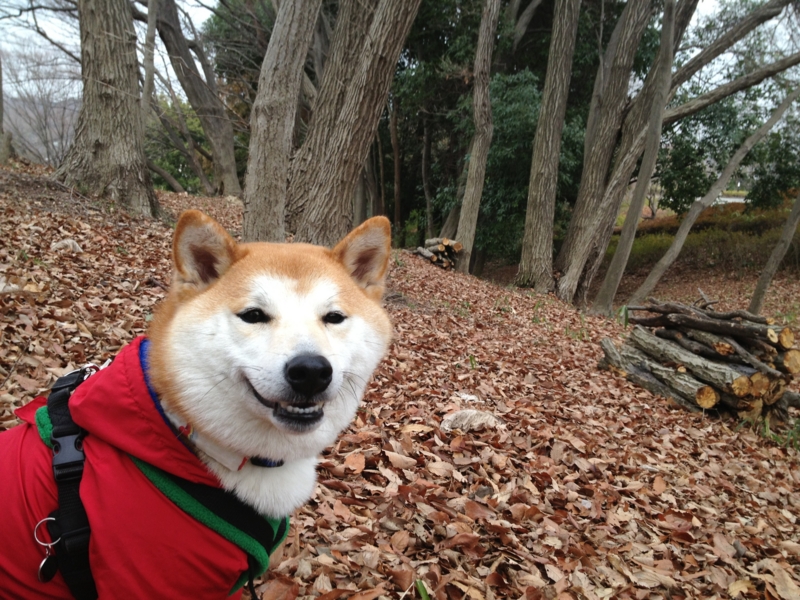 f:id:ShibaKoro:20150224133530j:plain f:id:ShibaKoro:20150224133530j:plain