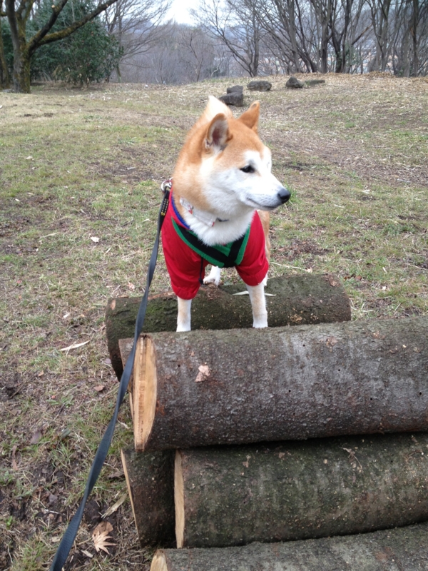 f:id:ShibaKoro:20150224140715j:plain f:id:ShibaKoro:20150224140715j:plain