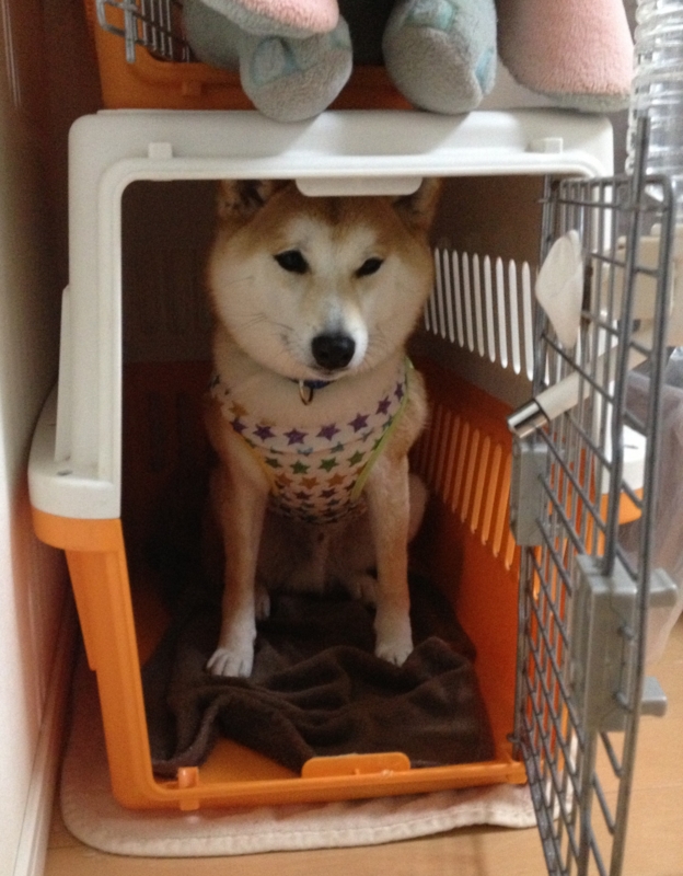 f:id:ShibaKoro:20150227234059j:plain f:id:ShibaKoro:20150227234059j:plain
