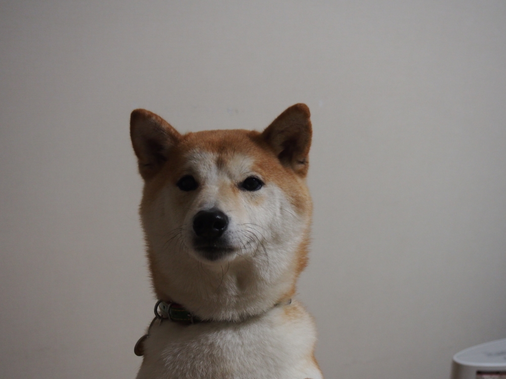 f:id:ShibaKoro:20151223191931j:plain