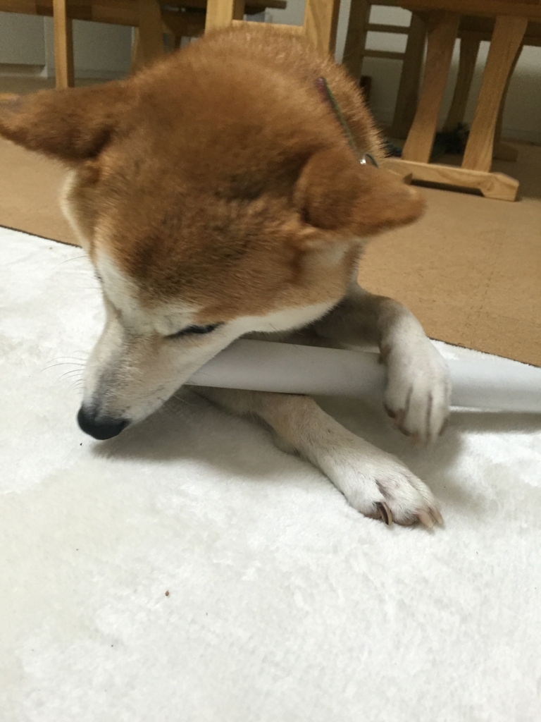 f:id:ShibaKoro:20161122185554j:plain