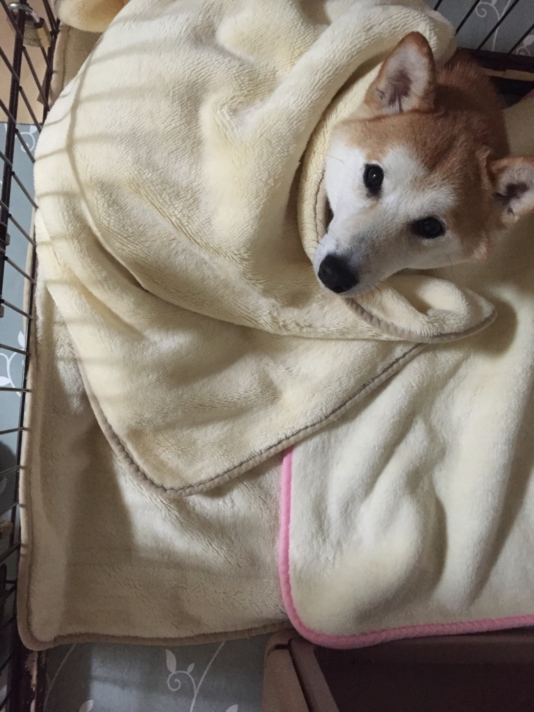 f:id:ShibaKoro:20161123200148j:plain