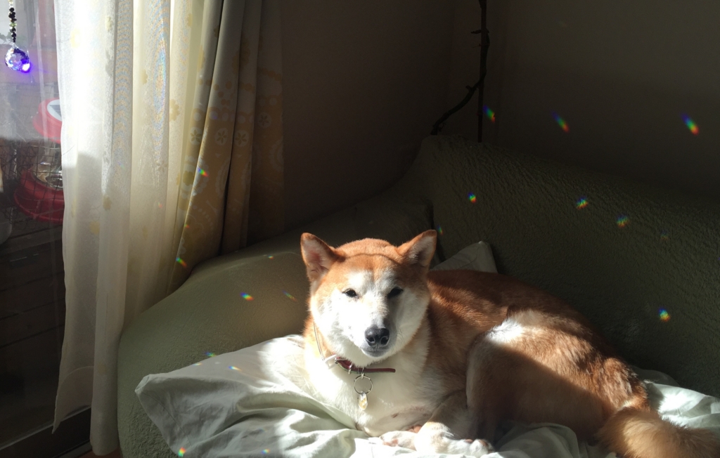 f:id:ShibaKoro:20161201232421j:plain