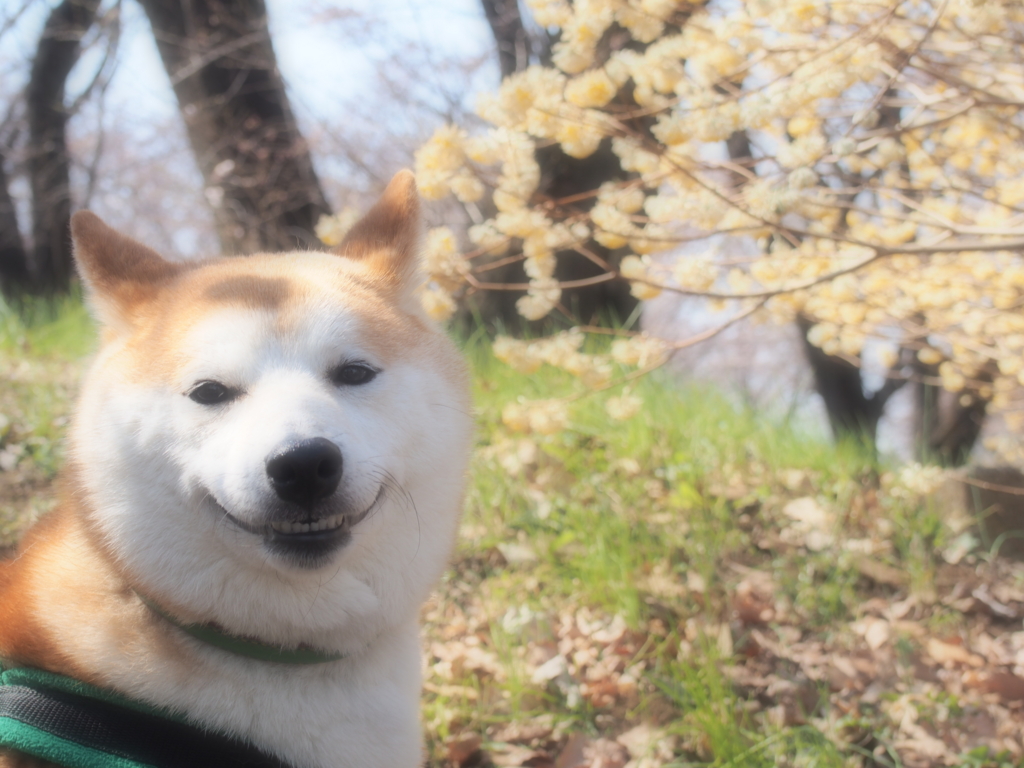 f:id:ShibaKoro:20170404132515j:plain f:id:ShibaKoro:20170404132515j:plain