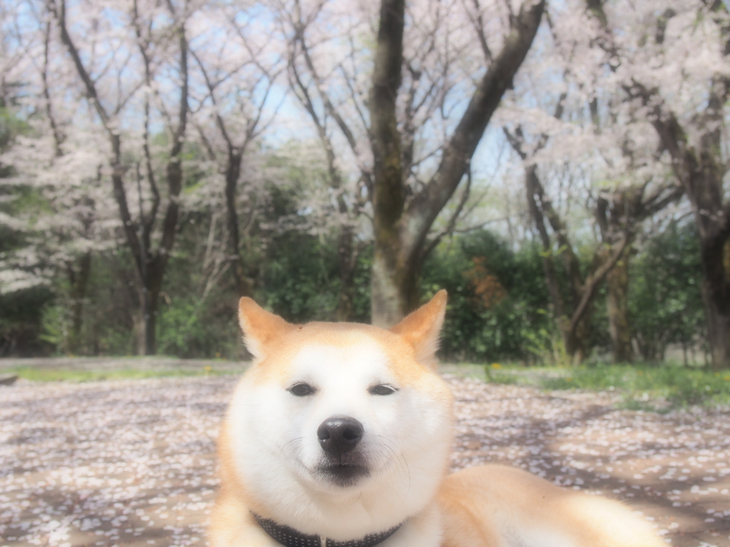 f:id:ShibaKoro:20170413104815j:plain f:id:ShibaKoro:20170413104815j:plain
