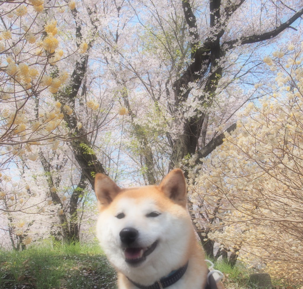 f:id:ShibaKoro:20170420181935j:plain