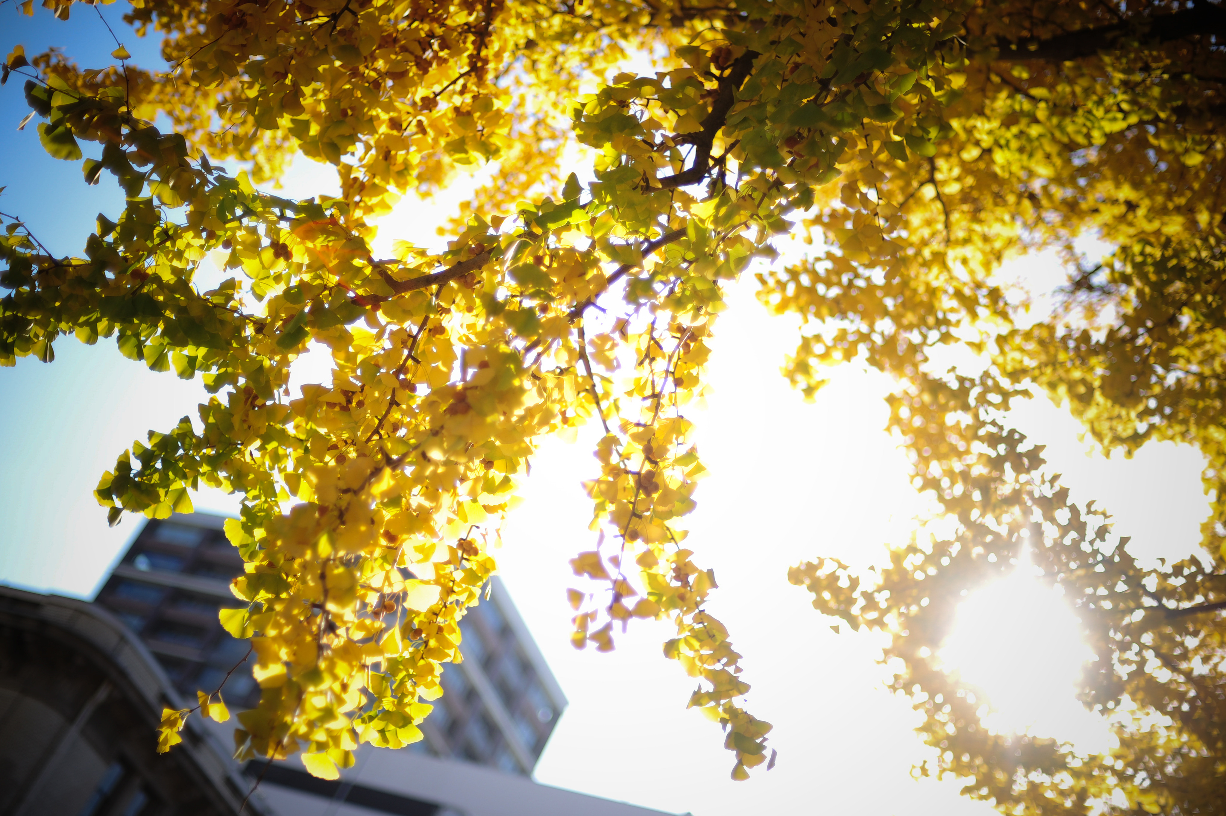 f:id:ShigeakiYazaki:20161126122236j:plain