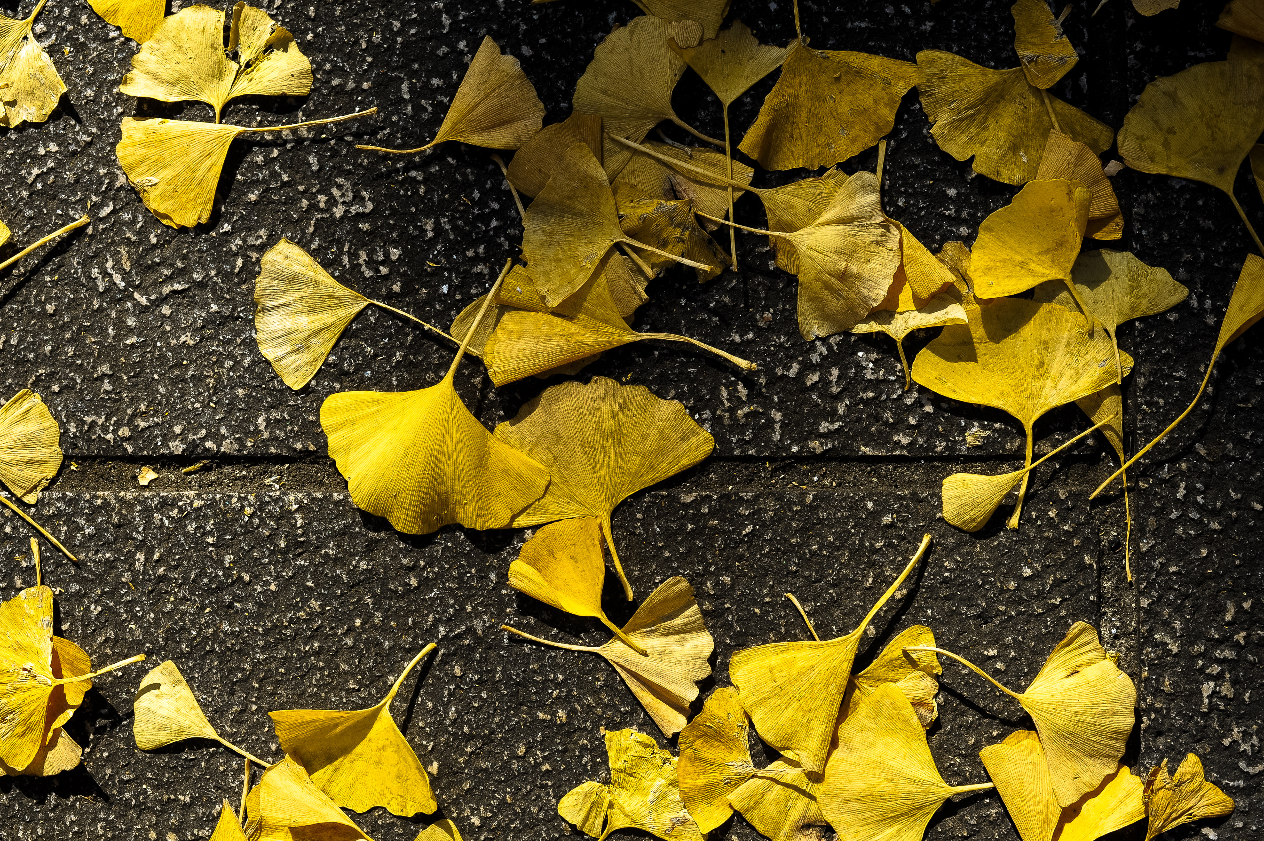 f:id:ShigeakiYazaki:20161126122818j:plain