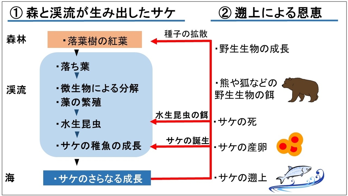 アマゴの生態12 まとめ 特徴 生態 生態系 進化 食事 感染症 自由研究のマインドセット