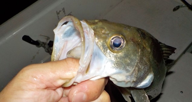 釣りの歴史 縄文人の釣り針に対する執念が面白い スズキ02 自由研究のマインドセット