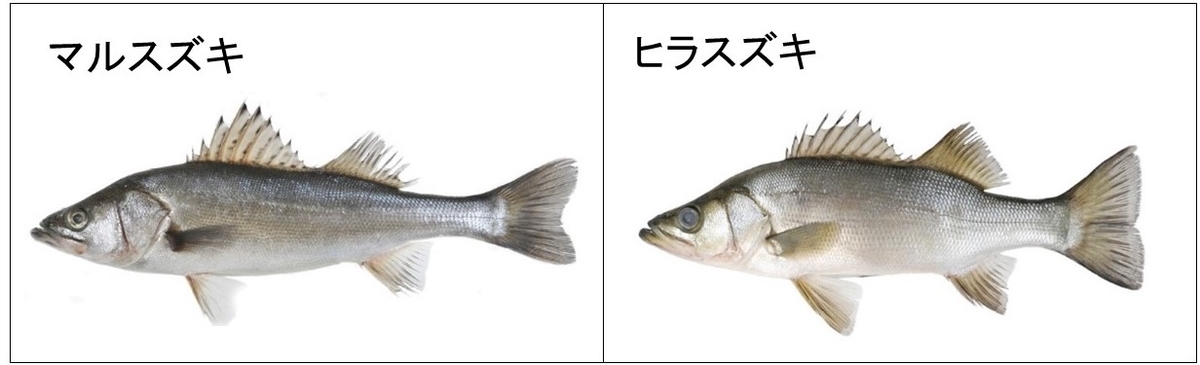 タイリクスズキ01 外来種か 帰ってきたのか あつ森までも スズキ06 自由研究のマインドセット