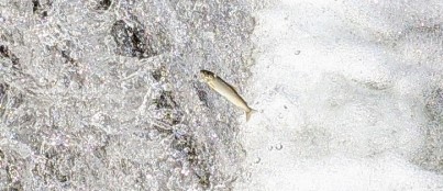 友釣りのタイミング いつがベストか アユの生態から考える アユ02 自由研究のマインドセット