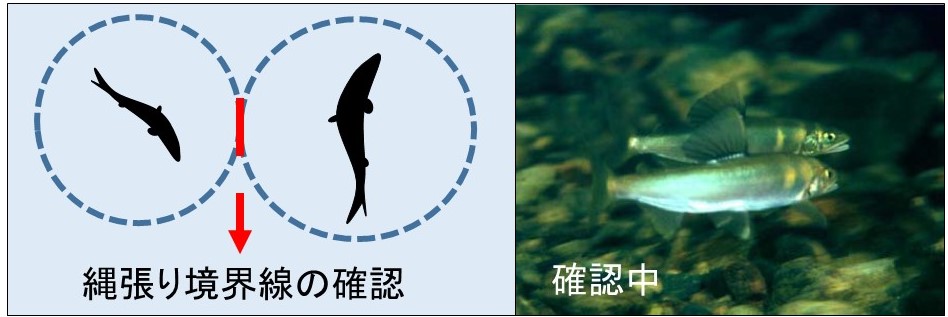 f:id:Shigehara_Nishiki:20200623132606j:plain