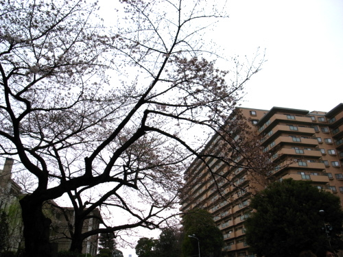 f:id:Shigure-sou:20090331131235j:image f:id:Shigure-sou:20090331131235j:image