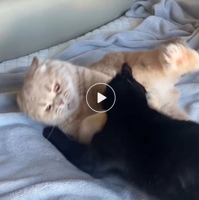 f:id:ShijiaCHEN:20211112154107j:plain