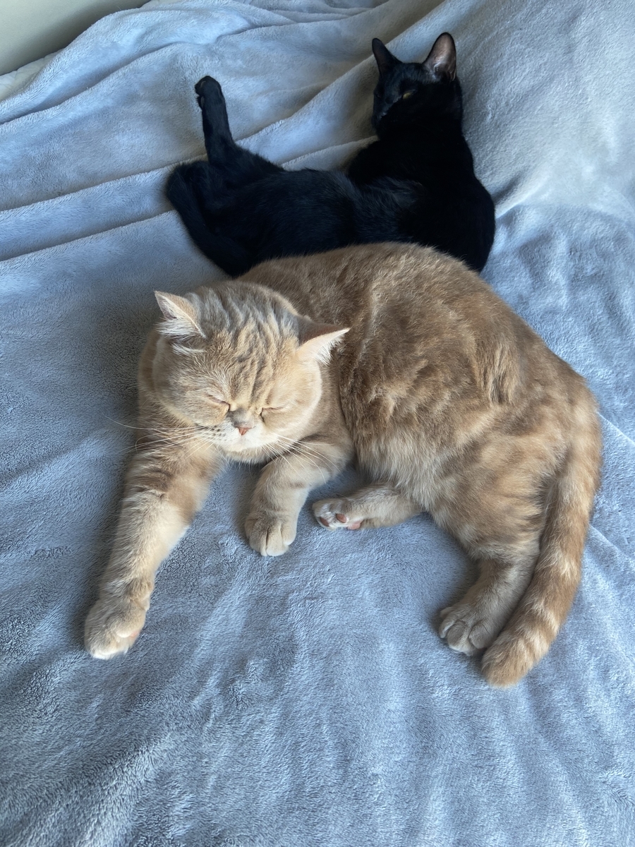 f:id:ShijiaCHEN:20211112154205j:plain