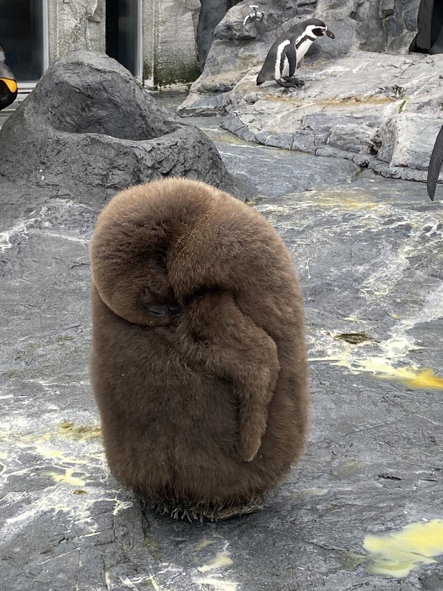 f:id:ShijiaCHEN:20211126145342j:plain