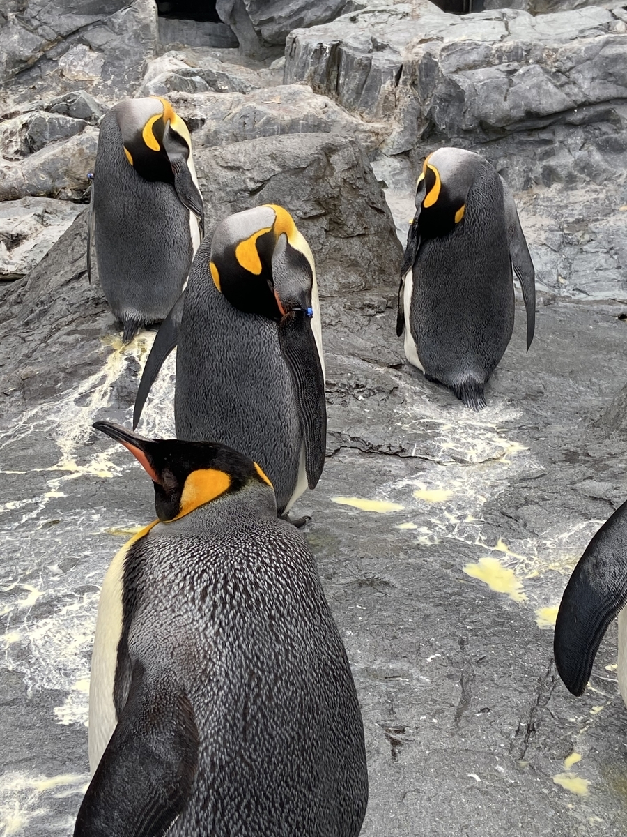 f:id:ShijiaCHEN:20211126145345j:plain