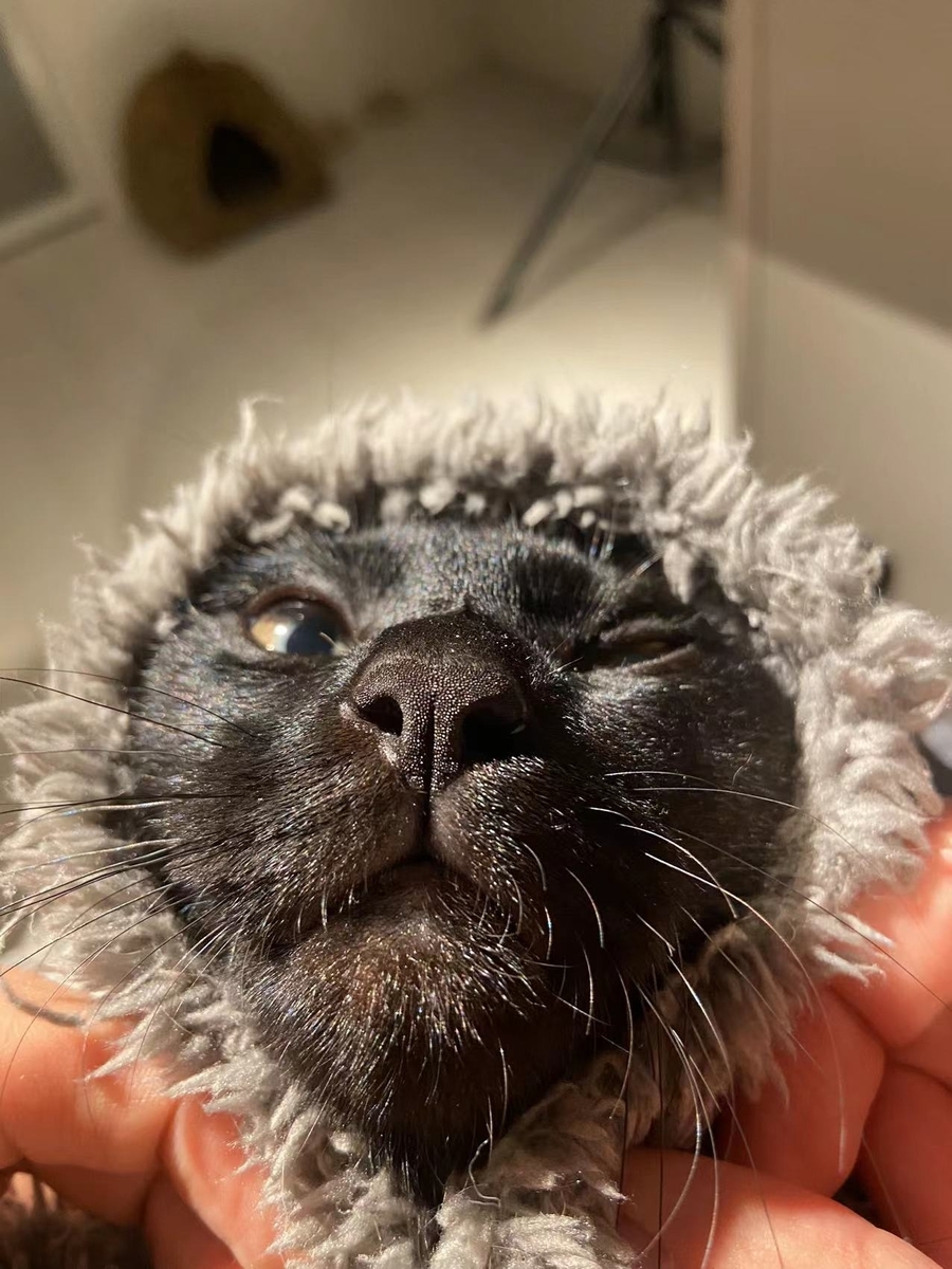 f:id:ShijiaCHEN:20211126145454j:plain