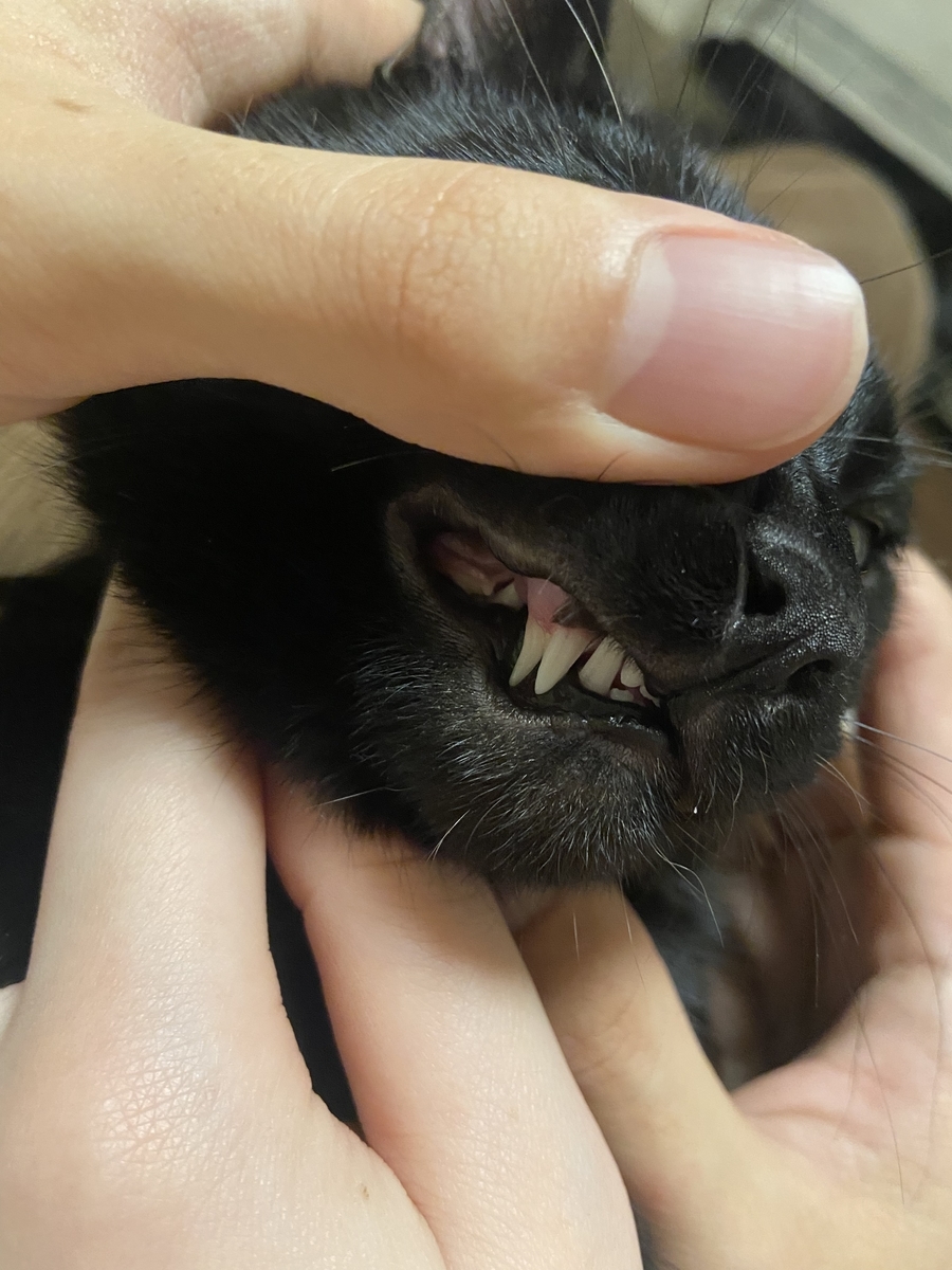 f:id:ShijiaCHEN:20211202194208j:plain